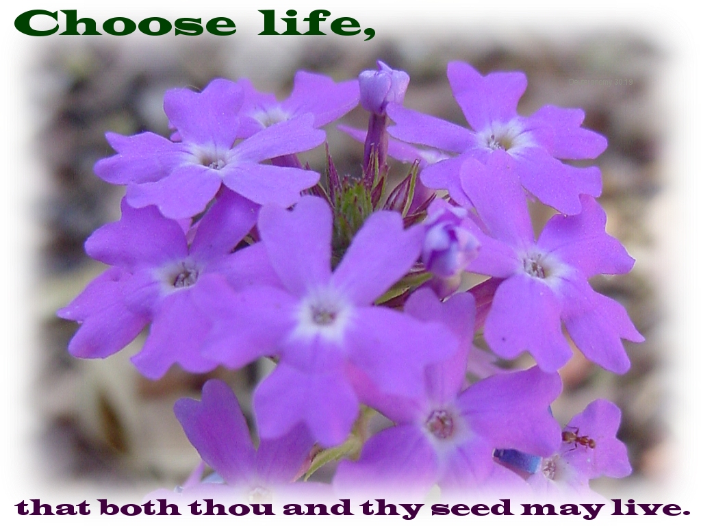 Choose life, that both thou and thy seed may live (Deuteronomy 30:19)